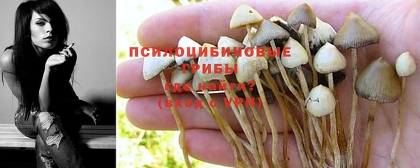 прущие грибы Армянск