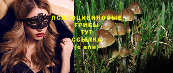прущие грибы Армянск